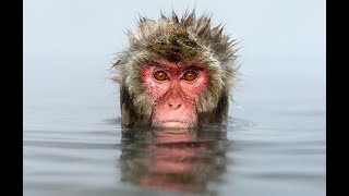 Снежные обезьяны Дикой Японии