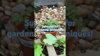My garden update! #garden #gardening #update #how #howto #amazing #beautiful #plants #texas