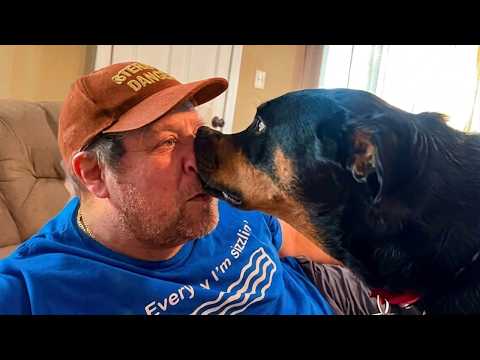 TRY NOT TO LAUGH Watching Funniest Animal