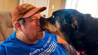 TRY NOT TO LAUGH Watching Funniest Animal