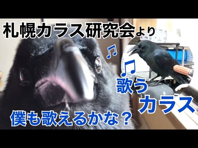 カラスのクッピ 札幌カラス研究会より 歌うハシブトガラス Crow S Kuppi Youtube