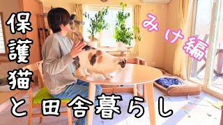 Mike the calico cat/Moved to Hokkaido and lives in the countryside by 犬と猫と小さな家   Country Life in Hokkaido 4,469 views 3 months ago 11 minutes, 44 seconds