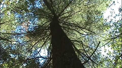 Nature Study Project