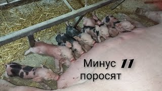 видео: Сутки после опороса//что происходило и что сделал?? картинка: Сутки после опороса//что происходило и что сделал??