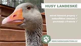 Husa landeská | Farmapark u Toma [4K]