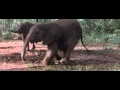 African animals getting drunk off ripe marula fruit