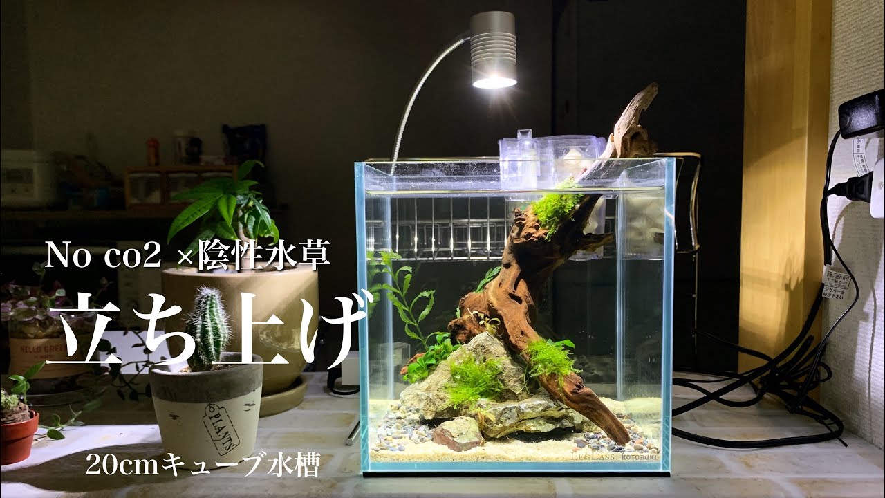 アクアリウム 大好きな陰性水草を使ってcmキューブ水槽を立ち上げ 植栽 注水まで Youtube