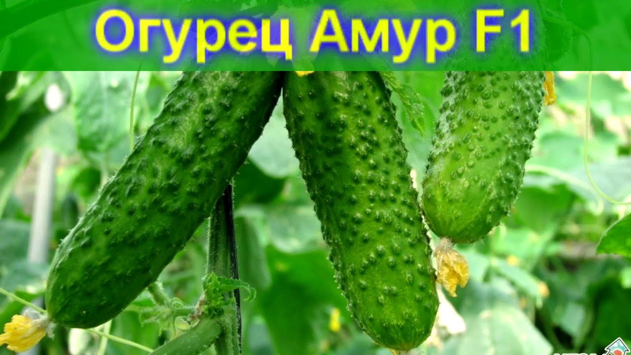 Огурцы Артист Описание Фото Огурцы Артист Описание Фото