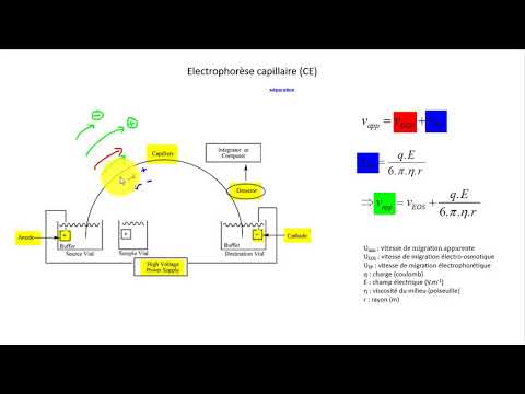 Vidéo: Différence Entre L'électrophorèse Capillaire Et L'électrophorèse Sur Gel