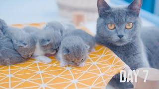 How does a newborn kitten change the first week after birth by Little Kittens 18,562 views 2 years ago 5 minutes, 53 seconds