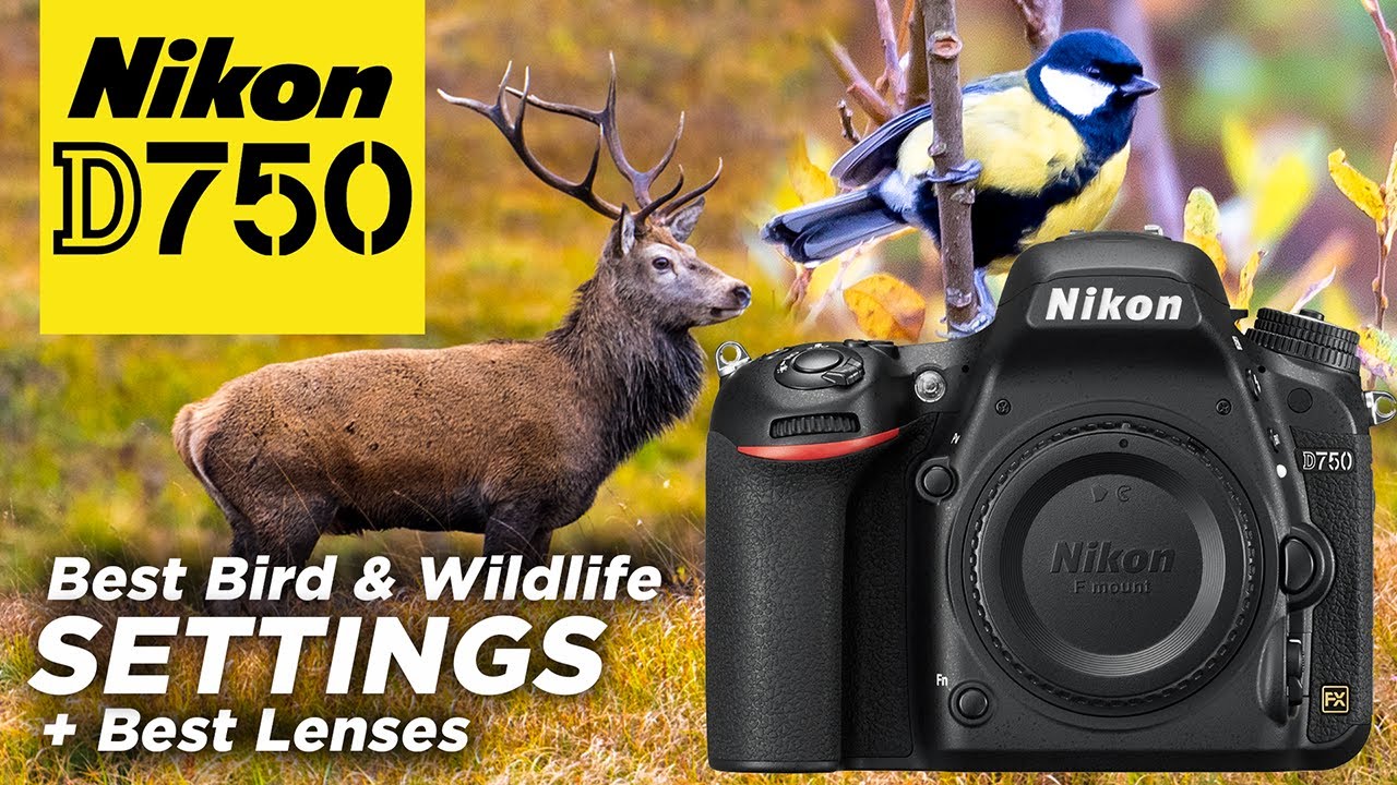 Nikon D750 Set Up like The D850 For Bird Wildlife Photography YouTube Nikon D750 Set Up like The D850 For Bird Wildlife Photography YouTube