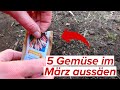 Diesese 5 Gemüsesorten kannst du im März aussäen