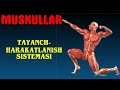 Tayanch-harakatlanish sistemasi || Muskullar
