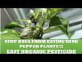 Stop bugs from eating your pepper plants  easy to make organic pesticide