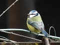 Les oiseaux de Noël à Malras