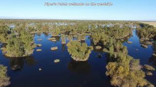 Roseville Duck Club