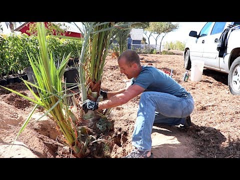 Fig trees dating