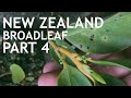 New Zealand Broad Leaf (Cutting vs Air Layer) Part 4