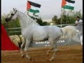فلسطين فرسان الميدان 2015 