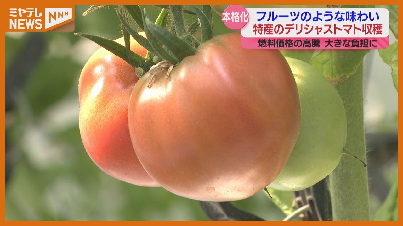 特産デリシャストマト、寒波の影響で重油代増でも…「平年よりすごく