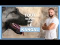 La race de chien kangal  caractre ducation dressage comportement sant de ce chien de race