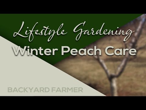 Video: Peach Tree Vintervård - Tips för att skydda persikoträd på vintern