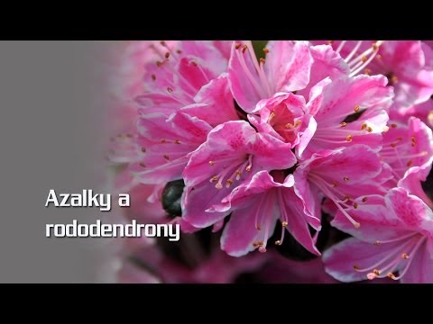 Video: Jasný Kvet Azalky