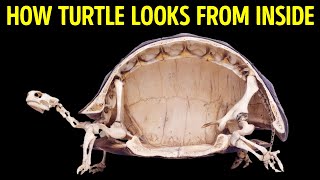 Turtles Can't Come Out Of Their Shells + 200 Random Facts