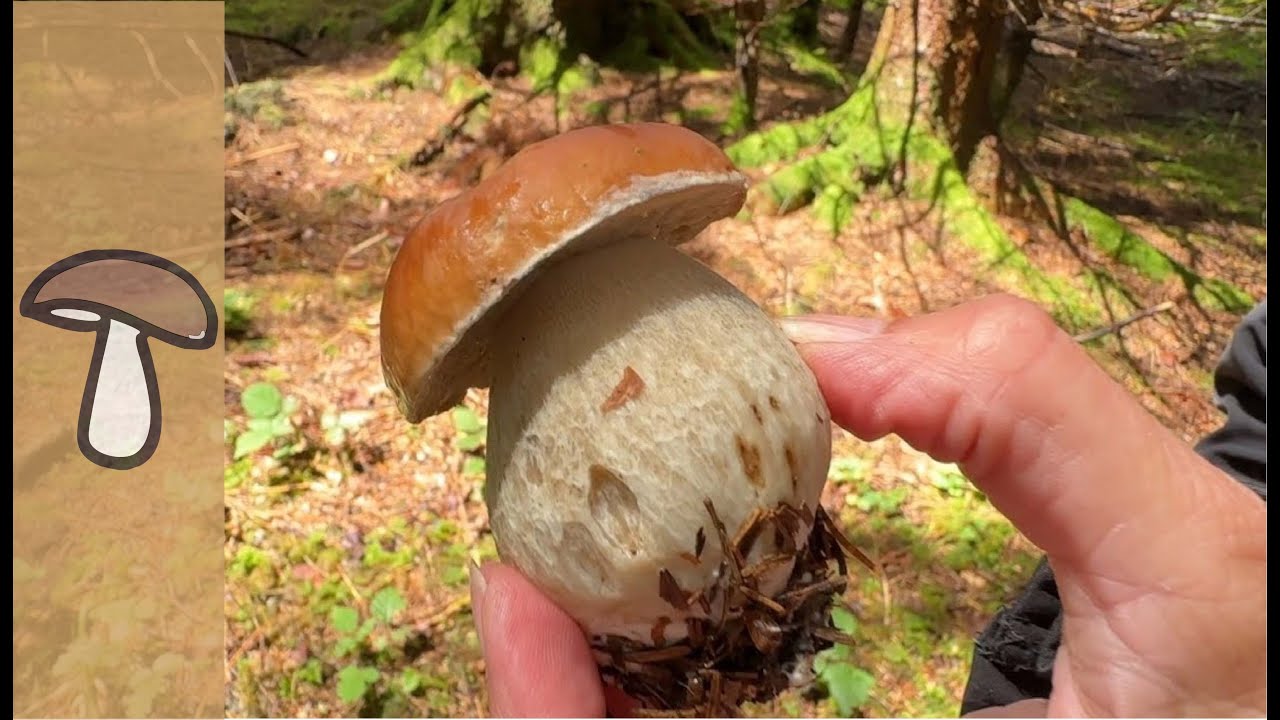 🍄FICHTENSTEINPILZ - KEIN ENDE IN SICHT