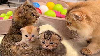 Mother cat hugs her baby kittens tighter when she sees a cat wanting to meet them by Kitten Street 5,410 views 1 month ago 3 minutes, 21 seconds