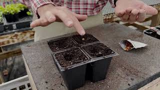 Planting in the Greenhouse - A Seed&#39;s Journey