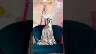 My Dogs Best Outfits Of 2024 Ranked