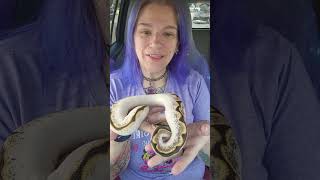 Unboxing of my Orange Dream Sugar Spider ball python!