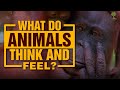 What Do Animals Think And Feel? | Carl Safina