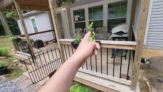 Lawn Update And Next Project