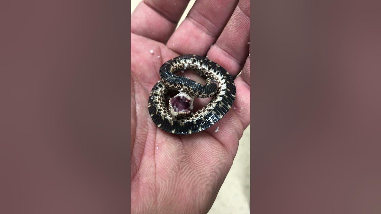 WATCH: Have You Ever Seen a Hognose Play Dead? - Texas Fish & Game Magazine