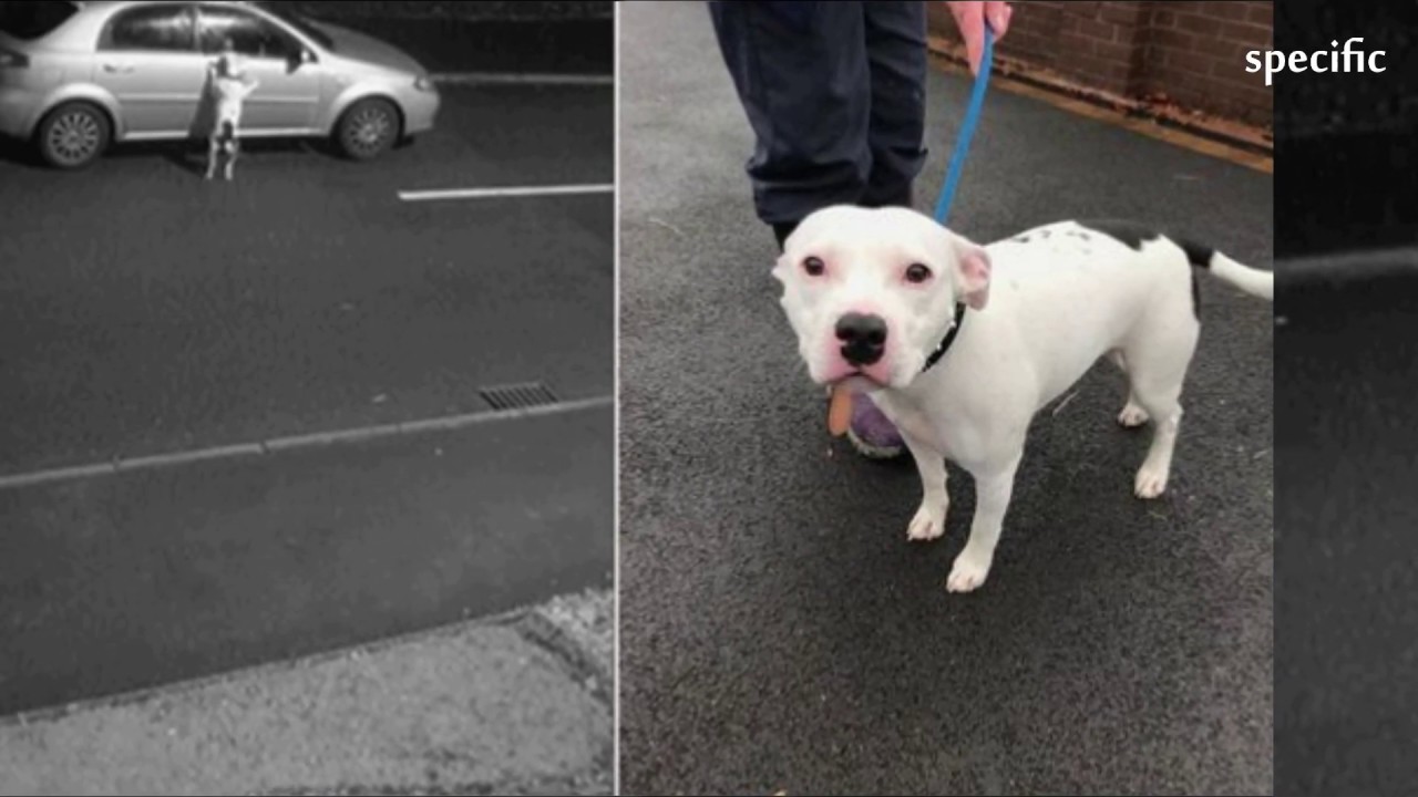 UK news today | Hundreds offer to rehome Snoop the abandoned dog - YouTube
