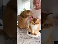 😳🎂 He paused… something felt off 🐱  #cat #funny #animals #viralshorts