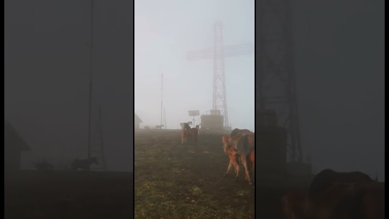 Wild Horses On Top Of The Mountain Sunrise Viral Shorts