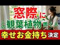 【窓際に置いて！】金運と幸運が一気に流れ込む観葉植物を風水アドバイザーが解説