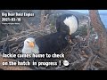 Big Bear Eagles🦅Jackie Comes Home To Check On The Hatch In Progress❗️🐣2021-03-18