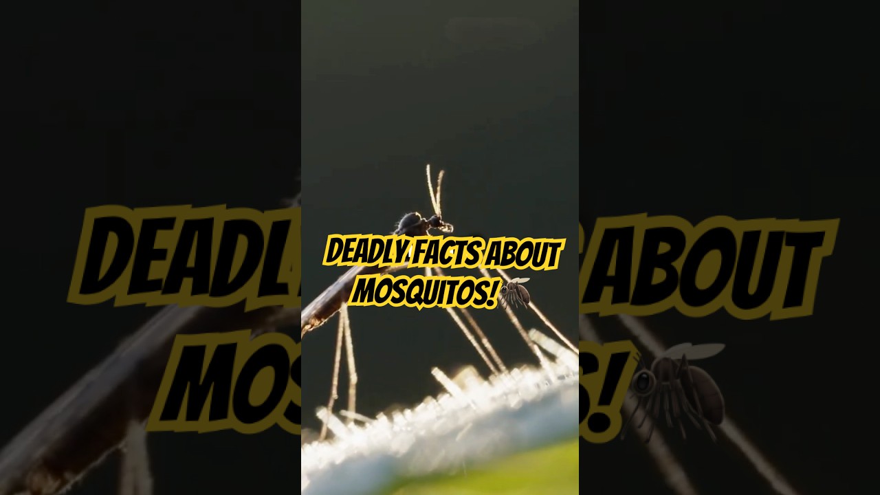 Deadly Facts About Mosquitoes! 🦟⚠️ The Tiny Insects That Kill Millions #mosquito #animals