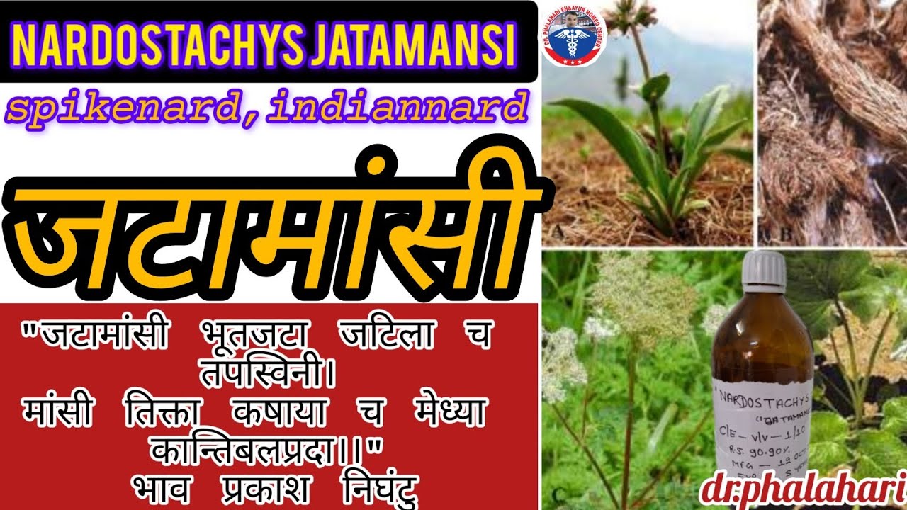 Nardostachys jatamansi|जटामांसी|spikenard|indian nard for mental illness brain health