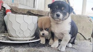 Two puppies were abandoned, shivering,cried, takes the pot as their home, lean together to keep warm