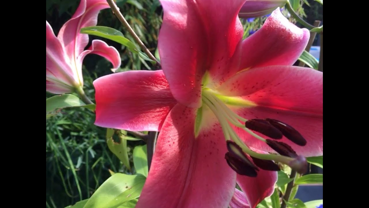 Planting lily bulbs in July and August YouTube