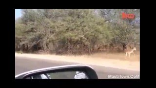 Big Tiger hunting Deer India Live