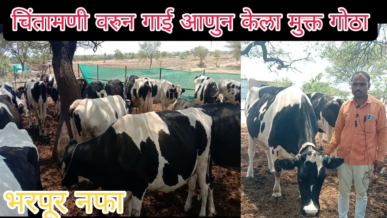 चिंतामणी वरून गाई आणुन केला मुक्त गोठा भरपूर नफा