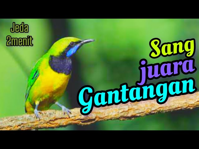 🔴sang penguasa gantangan MASTERAN CUCAK CUNGKOK GACOR DOR‼️ class=