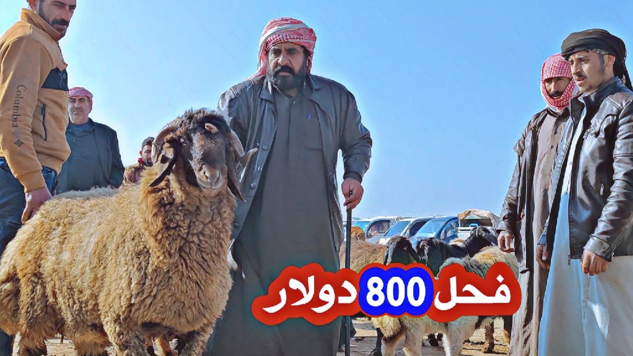 22/ 2 سوق الغنم _ الدانا ( خروف فحل / كباش لحم أوزان 130 كيلو / غنم حليب/ ماعز )