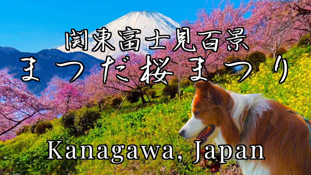 【富士見百景】満開の桜と富士山の絶景：西平畑公園さくら祭り〜酒水の滝〜大野山